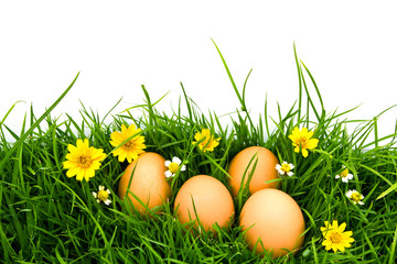 Fototapeta premium Easter Eggs with flower on Fresh Green Grass over white backgrou