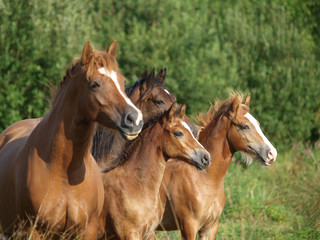 Welsh Pony Herd