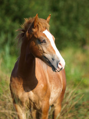 Fototapeta premium Welsh Foal