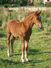Obraz na płótnie Canvas Welsh Foal