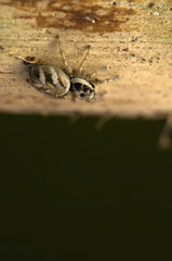 Jumping spider