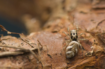 Jumping spider