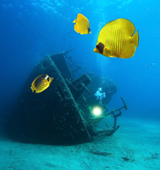 Underwater image of wreck and Masked Butterfly Fish