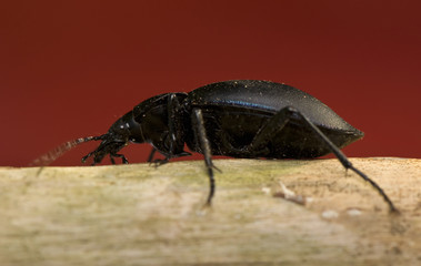 Carabus