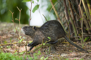 Ragondin - Myocastor coypus - Coypu - Nutria