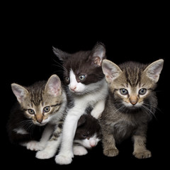 Fototapeta na wymiar Four Young Cats