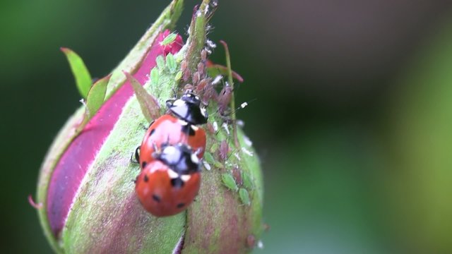 reprodution en macro