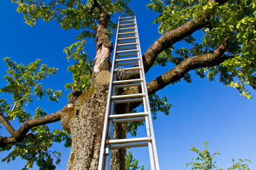 Leiter am Obstbaum