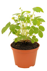 Strawberry bush in a flowerpot