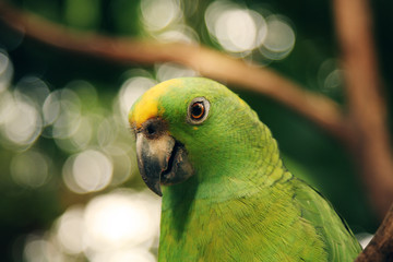 Green cute parrot bird sitting on a branch