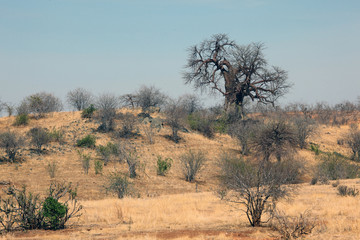 Obraz premium Arid landscape in Ruaha national park, Tanzania