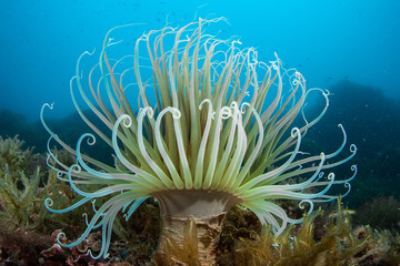Anémona