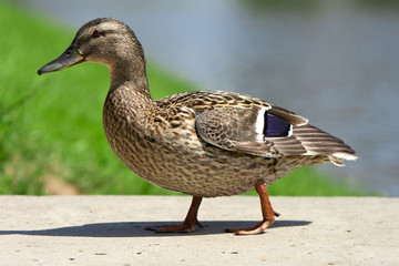 Wild duck