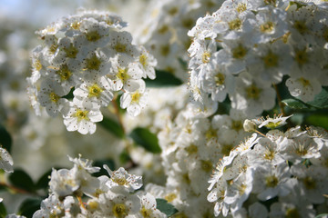 Spiraea arguta spring flower