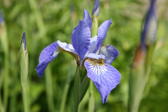 Japanese blue iris