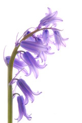 Violet Hyacinth flowers