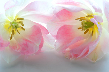 Panele Szklane Podświetlane  Różowe tulipany
