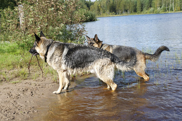 собаки на берегу озера
