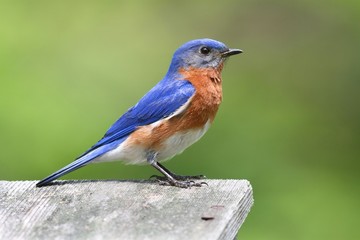 Naklejka premium Male Eastern Bluebird