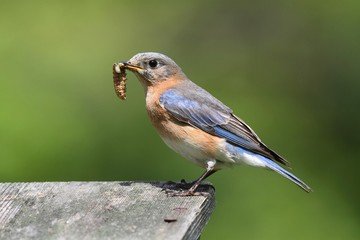 Female Eastern Bluebird With Insect