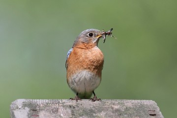 Female Eastern Bluebird With Insect