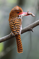 Banded Kingfisher (Female) with prey