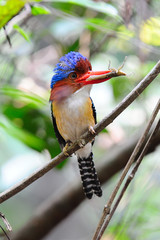 Banded Kingfisher (Male)