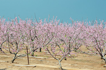 Fototapeta na wymiar Blooming Field of Peach Trees
