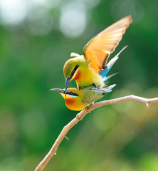 Blue-Tailed Bee Eater