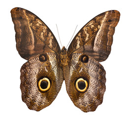 Fototapeta premium owl butterfly isolated on white background