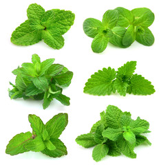collection for fresh mint