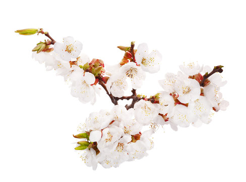 lot of white cherry-tree flowers on branch