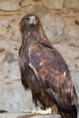 Aigle Ravisseur