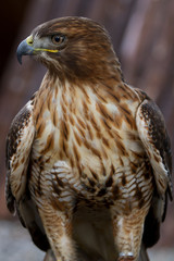 Aigle Impérial