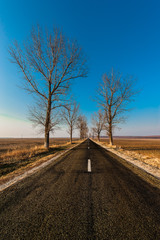 Landscape with straight empty road between poplar trees