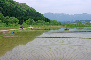 春の水田の風景