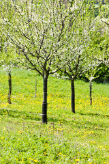 blooming orchard in spring