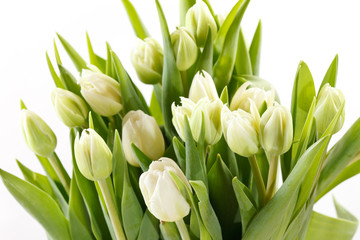Fototapeta na wymiar nice tulips