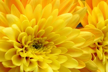 Foto op Plexiglas Macro Close up van gele bloem aster, madeliefje