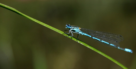 libelle