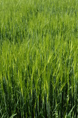 Close up of green wheat field for background or texture