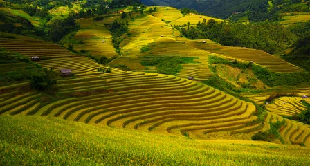 Gordijnen Rice fields in Vietnam © bvh2228
