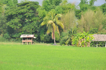thai cottage