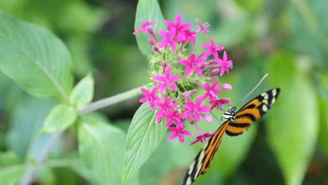 Schmetterling beim Nektarsaugen