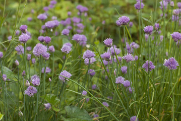 chives horizont