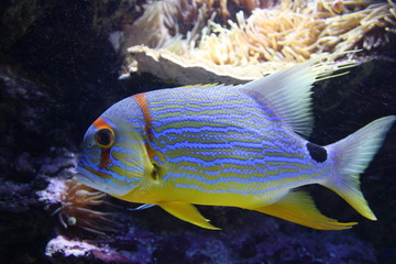 Threadfin snapper fish in a aquarium (Symphorichthys spilurus)