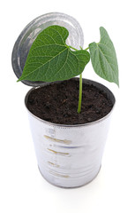 Studio shot of isolated crushed tin can with plant inside