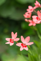 ヒメヒオウギのマクロ