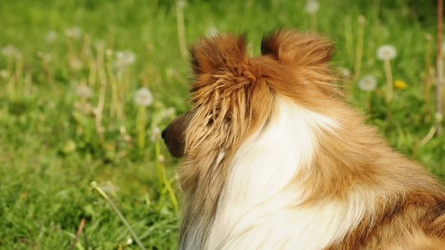 Collie H&uuml;ndin