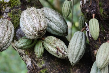 cacaoyer